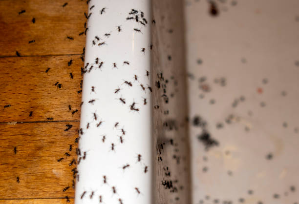  Plymouth, MI Pest Control Pros